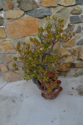 LOT 605  50" TALL LIVE JADE PLANT