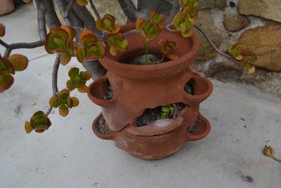 LOT 605  50" TALL LIVE JADE PLANT