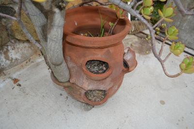 LOT 605  50" TALL LIVE JADE PLANT
