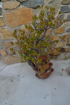 LOT 605  50" TALL LIVE JADE PLANT