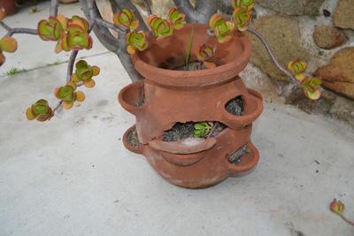 LOT 605  50" TALL LIVE JADE PLANT