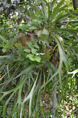 LOT 694 STAGHORN FERN