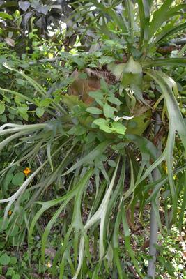 LOT 694 STAGHORN FERN