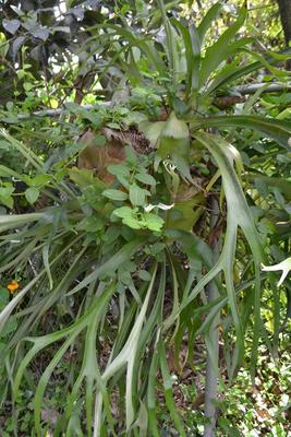 LOT 694 STAGHORN FERN