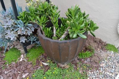 LOT 697. LIVE PLANTS IN PLASTIC POTS + PLANT STAND