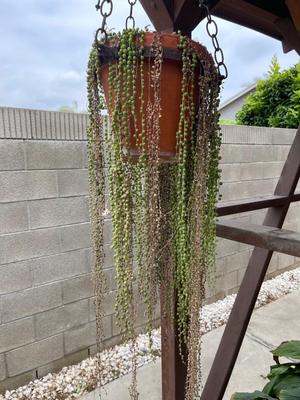 String of Pearls Live Hanging Plant