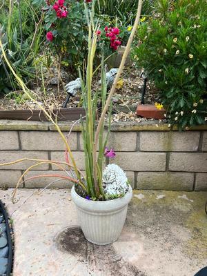 Tall Large Potted Plant with Sea Coral Piece