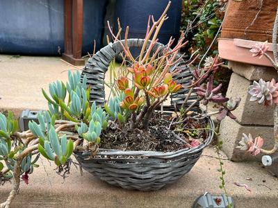 Various Colorful Leaf Succulent Flower Plants in Basket Planter
