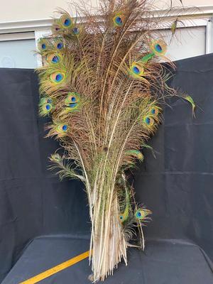 Lot of Long Decorative Bright Peacocks Feathers