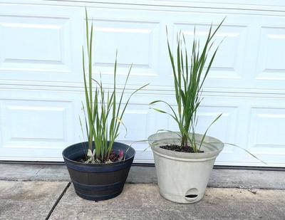 Two Flower Pots