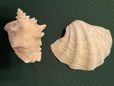 Large Shells