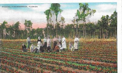 Picking Strawberries Florida