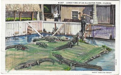 Lunch Time - Alligator Farm