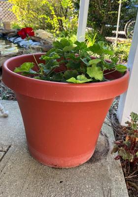 Two Geranium Potted Plants