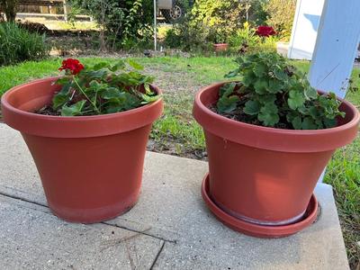 Two Geranium Potted Plants