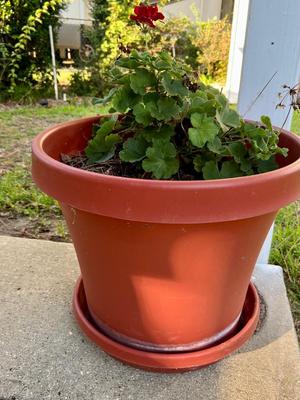Two Geranium Potted Plants