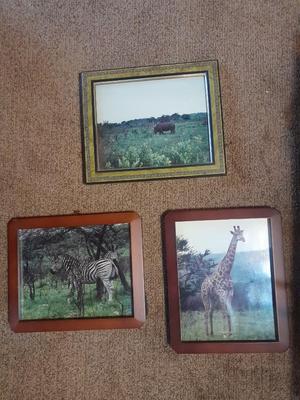 Three framed African wildlife pictures / photographs Hippo, Giraffe, and Zebra