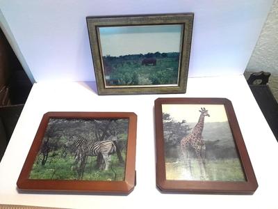Three framed African wildlife pictures / photographs Hippo, Giraffe, and Zebra