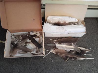 Assortment of Goose feathers for crafts