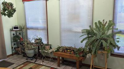 Plant Party