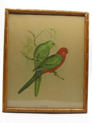 Vintage J. Gould Parrot & Parakeet Tropical Tiki Bird Art Print