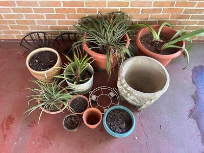 Plant/Pot Lot