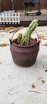 Smaller Iron Planter