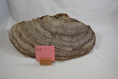 Very Large Shelf Fungi Polypore 18â€x12â€x6â€