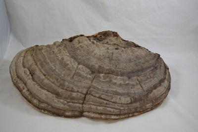 Very Large Shelf Fungi Polypore 18â€x12â€x6â€