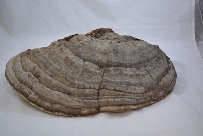Very Large Shelf Fungi Polypore 18â€x12â€x6â€