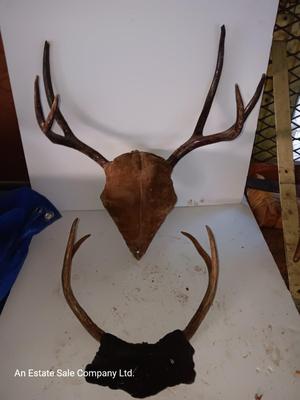 Two mounted antlers