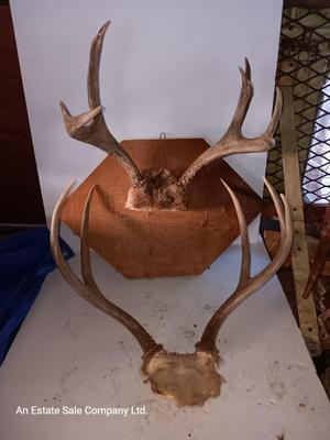 Two mounted antlers one on a board