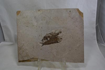 KNIGHTIA Fish Fossil Mid-Eocene, @ 50,000,000 Years Old 13.25â€x 11â€x .75â€