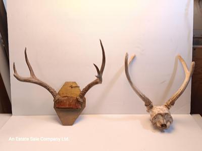 Two sets of antlers