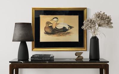 1919 J.E. Gould Lithograph "Eider Duck"