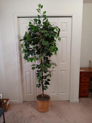Tall 82" faux tree in wicker basket