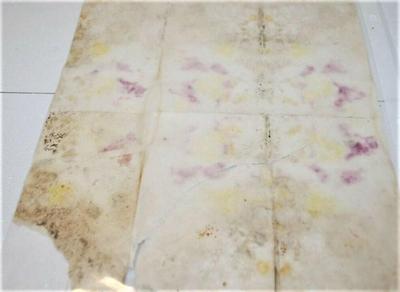 "Signatures of Circus Greats in Sarasota, Florida"