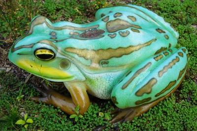 This frog is huge ! 