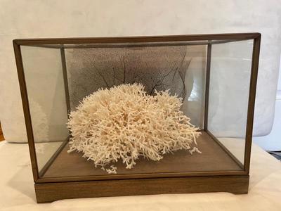 large coral in decorative glass box $100
