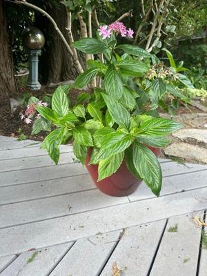 Plants
