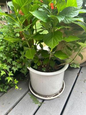 Potted plants 