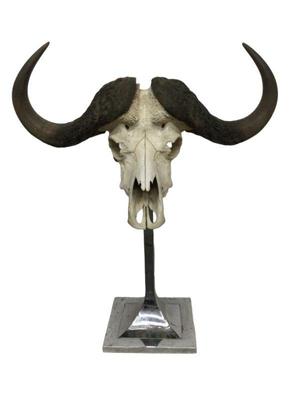 Anthony Redmile Style Water Buffalo Skull on Stand
