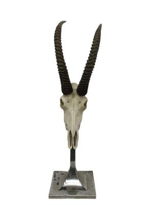 Anthony Redmile Style Ibex Skull on Stand