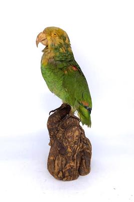 Taxidermy parrot, ht. 18 in.