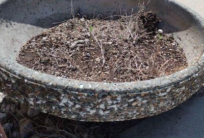 Concrete planter