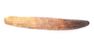Lot 290 large fossilized spinosaurus claw