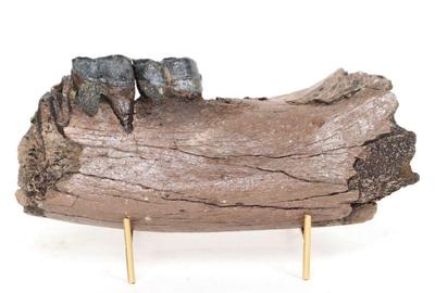 Lot 291 fantastic preserved wooly rhino jaw with teeth