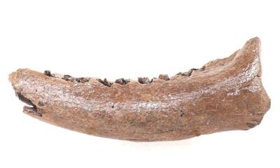 Lot 292 wonderful preserved cave bear mandible wteeth