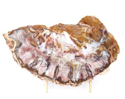 Lot 296 gorgeous petrified wood slab wstand