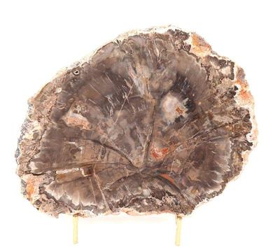 Lot 298 dark brown petrified wood slab with stand